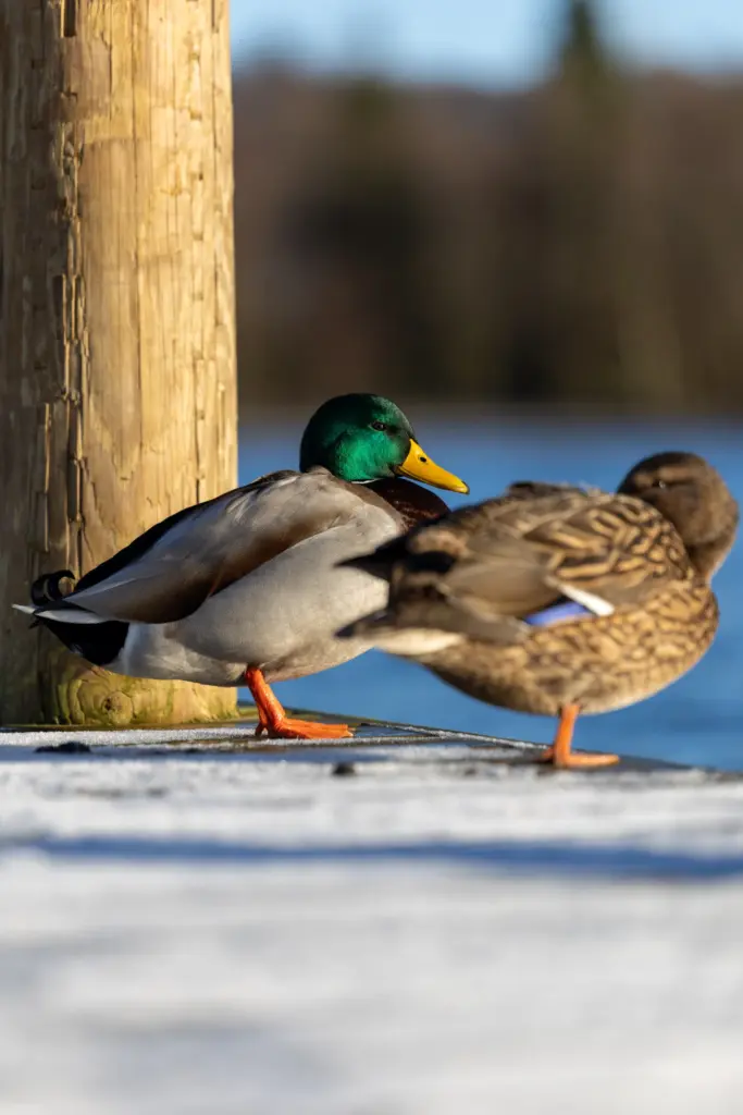 Female and male ducks sat on an icy wooden lake jetty