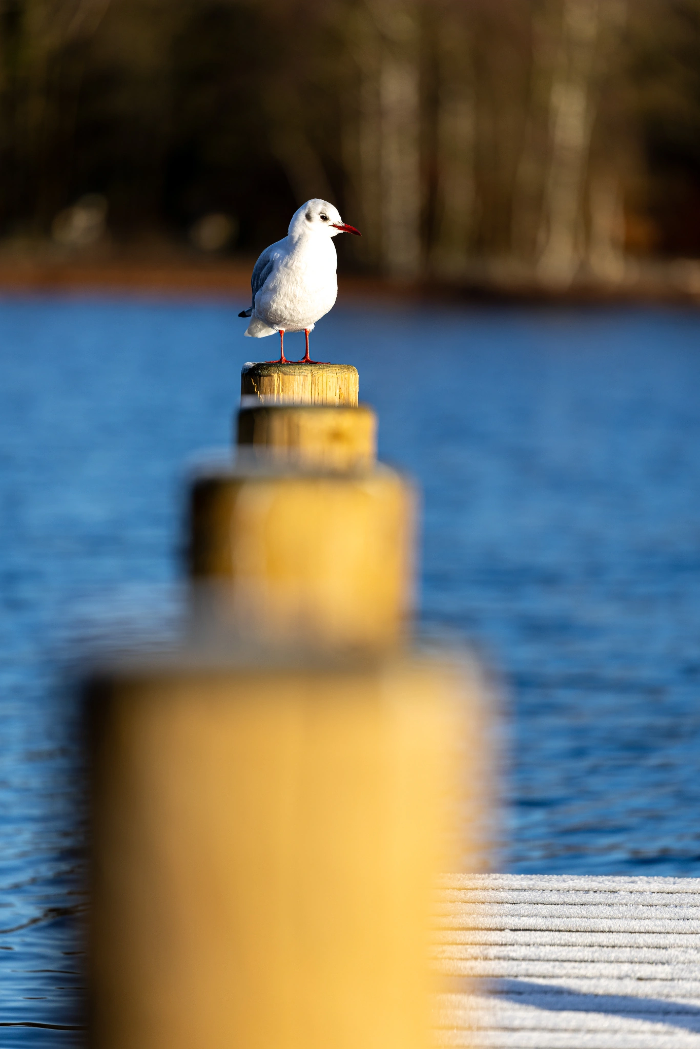 A line of wooden jetty posts with a white gull bird sat on the last post. Blue lake and brown trees in the backdrop